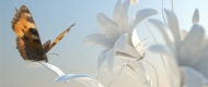 V-Ray for Rhino 4.0 SR1 RC1